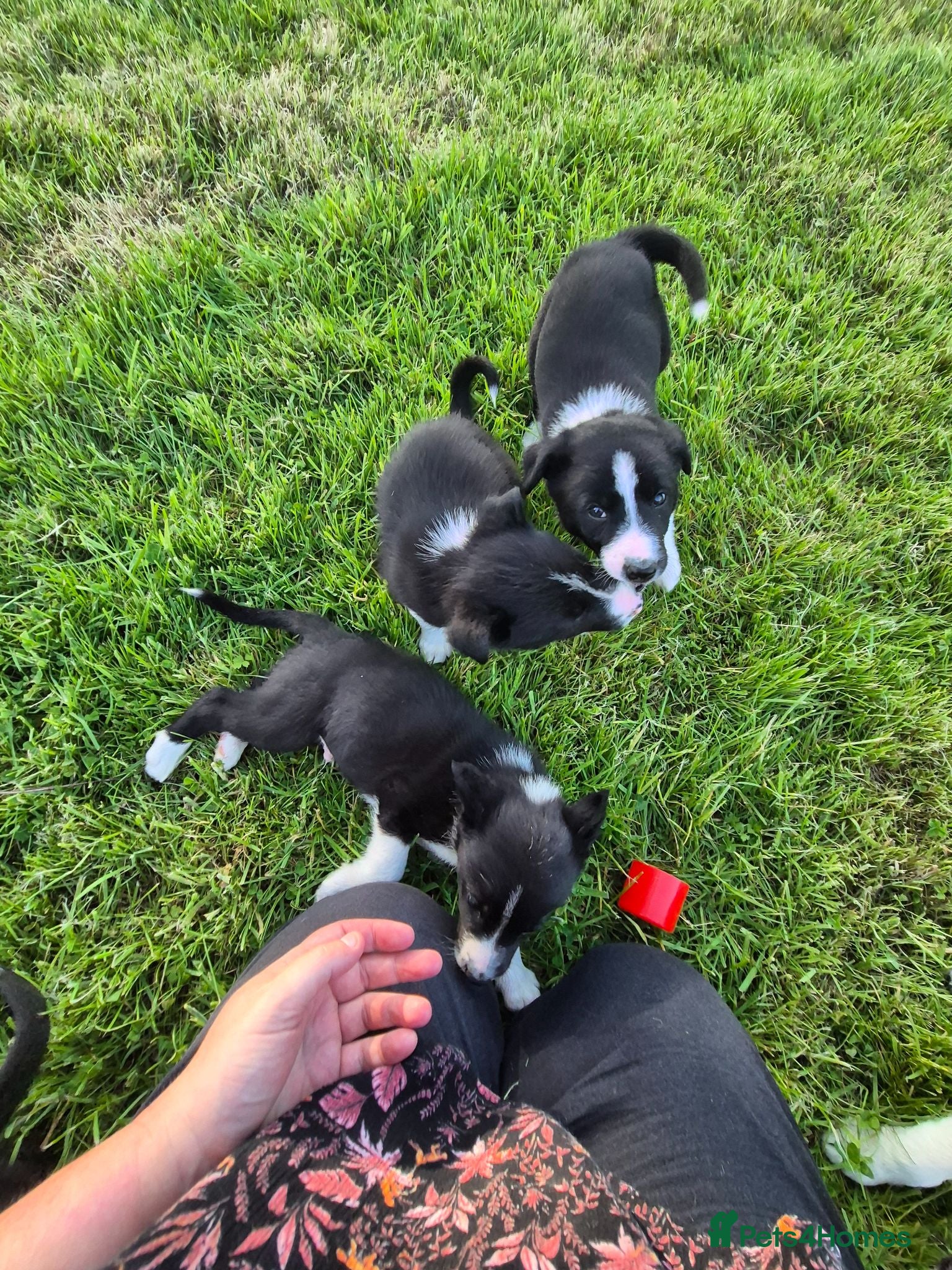 Border Collie dogs Border collie pups looking for new home - Advert 5