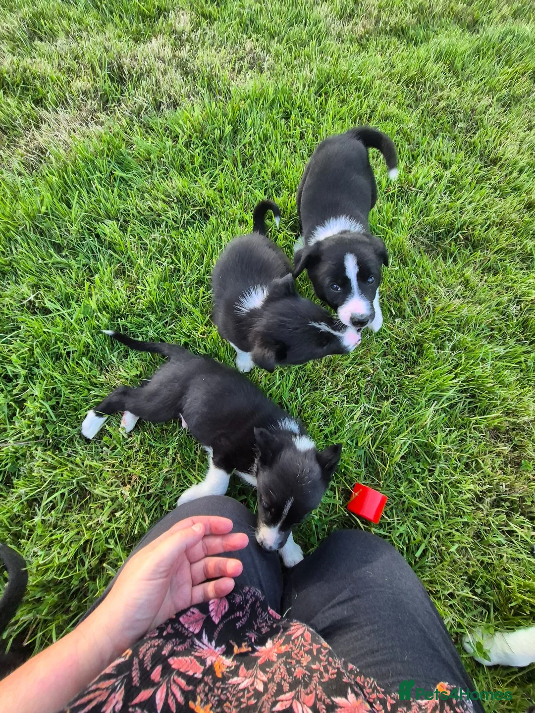 Border Collie dogs for sale: ISDS registered B&W pups, good breeding  - Advert 2