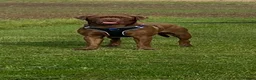Labrador Retriever dogs for stud: Male Labrador For Stud  - Advert 1