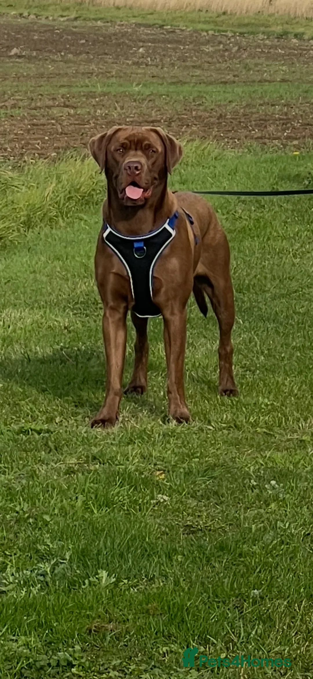 Labrador Retriever dogs for stud: Male Labrador For Stud  - Advert 1