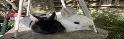 Netherland Dwarf rabbits for sale: Pure Netherland dwarf bunnies  in London - Advert 11