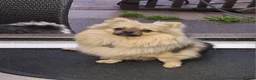 Pomchi dogs for sale: Beautiful pomchie boy - Advert 1