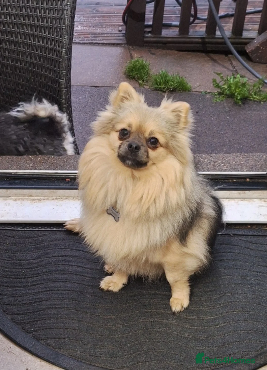 Pomchi dogs for sale: Beautiful pomchie boy - Advert 1