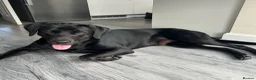 Labrador Retriever dogs for sale: Male black Labrador Retriever  - Advert 14