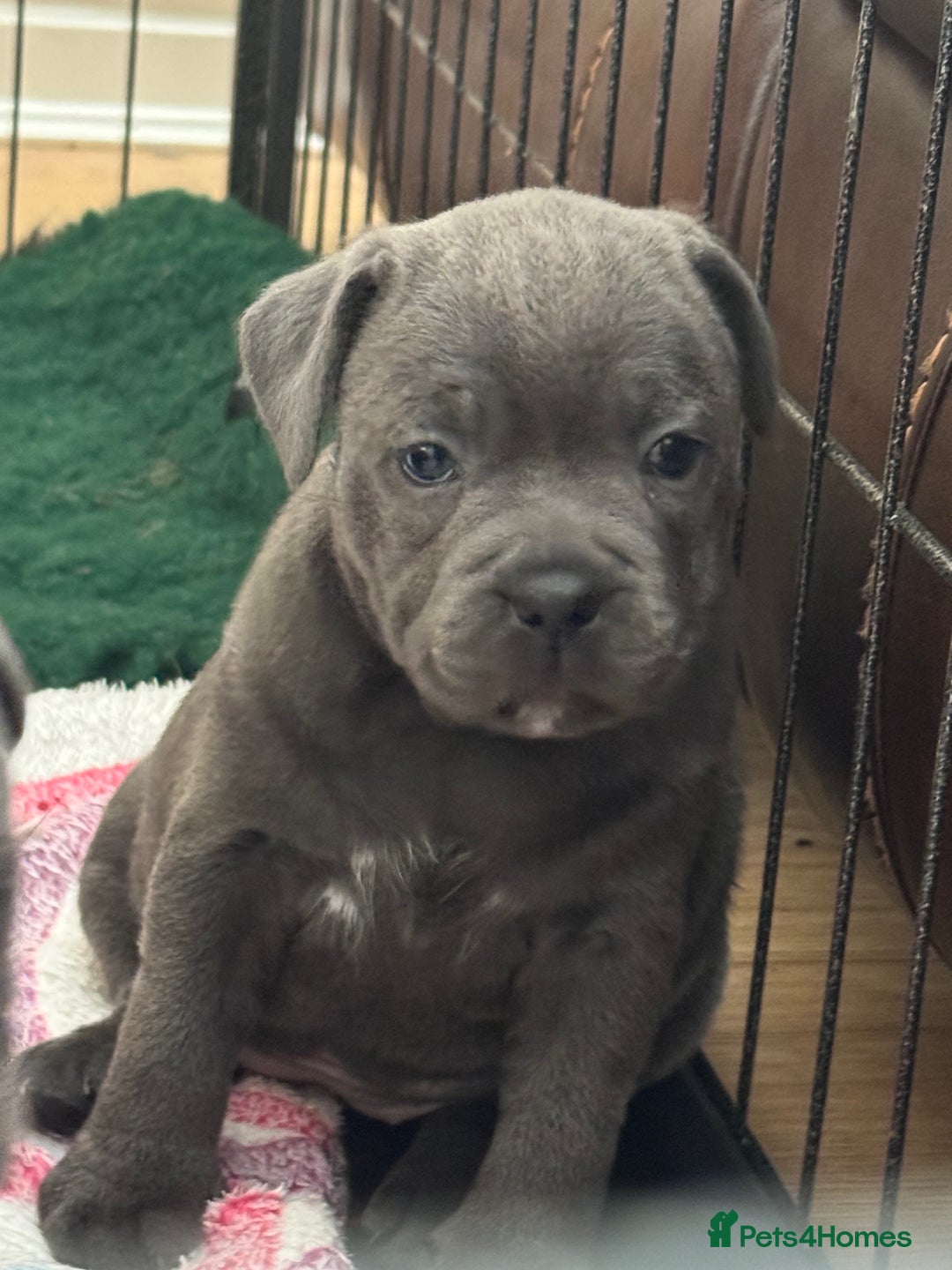 Staffordshire Bull Terrier dogs for sale: Amazing blue Staffordshire bull terrier puppies  in Stoke-on-Trent - Image 8