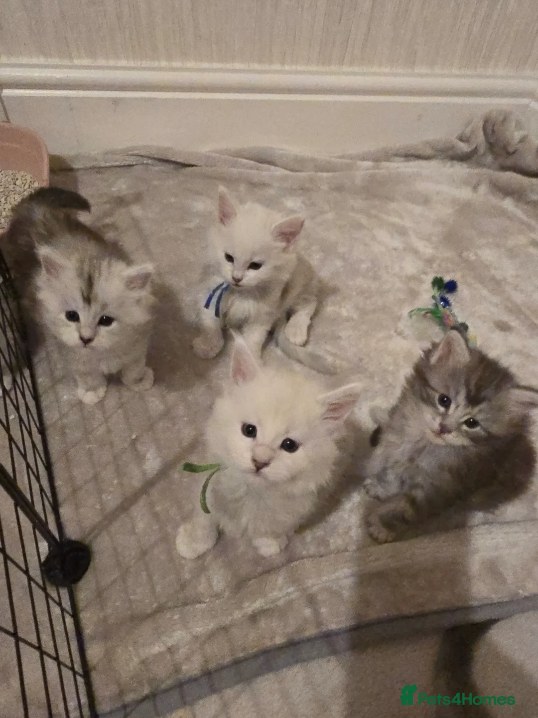 Maine Coon cats for stud: Black Shaded Maine Coon Large Imported in Hull - Advert 23