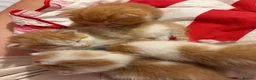 Mixed Breed cats for sale: Kittens for sale - Advert 4