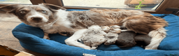 Border Collie dogs for sale: ISDS/KC Border Collie puppies for sale  in Saint Austell - Advert 20