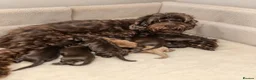 Cockapoo dogs for sale: Lovely chocolate Cockapoo puppies F2 - Advert 5