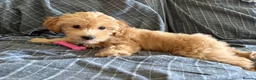Maltipoo dogs for sale: Teddy our Golden Maltipoo looking for a good home in Bournemouth - Advert 5