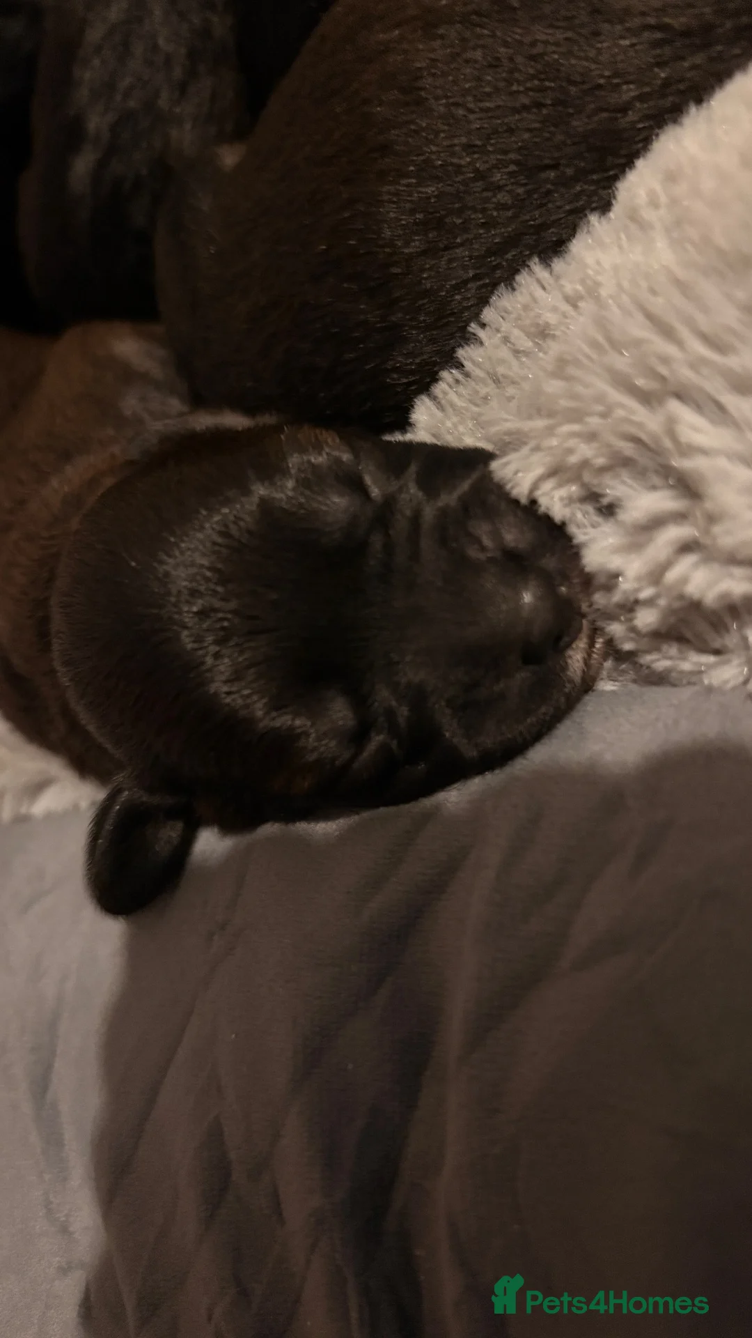 Mixed Breed dogs for sale: Beautiful Patterjack × Miniature Cockapoo Puppies in Stoke-on-Trent - Advert 2