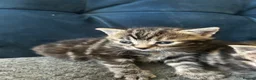 Mixed Breed cats for sale: Kitten  - Advert 7