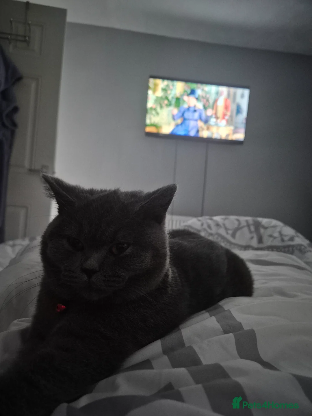 British Shorthair cats for sale: Female kitten - Advert 2