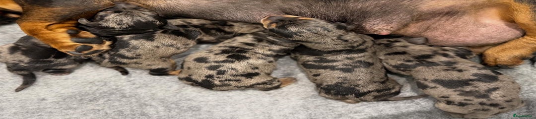 Miniature Dachshund Puppy 2