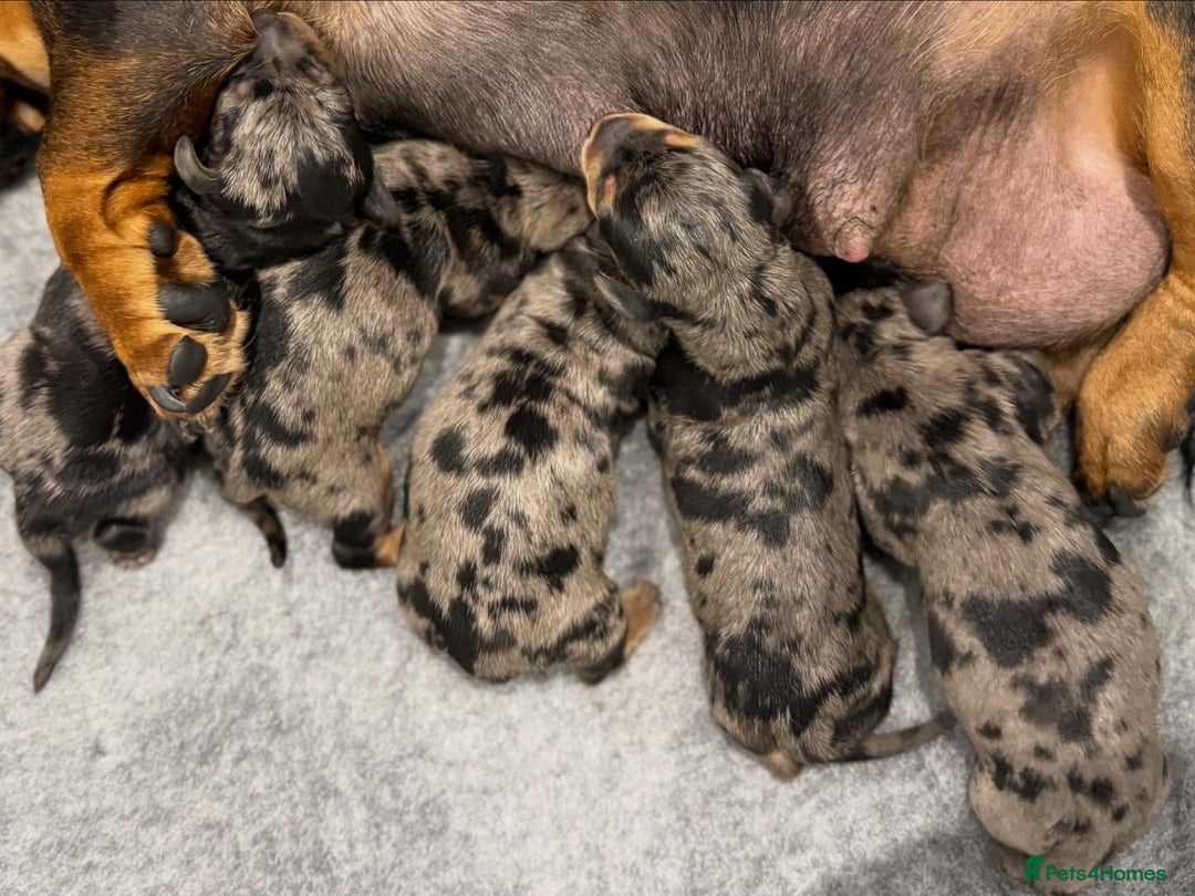 Miniature Dachshund dogs for sale: Stunning silver dapple miniature dachshunds - Image 6
