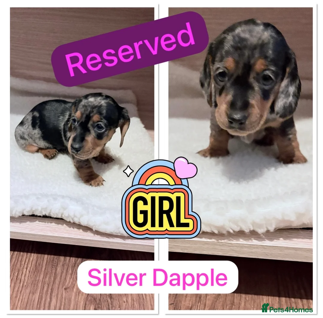 Miniature Dachshund dogs for sale: Miniature Dachshund Pups ready 25/02/2026 - Advert 1