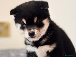 Japanese Shiba Inu dogs Health tested Japanese Shiba Inu - Advert 2