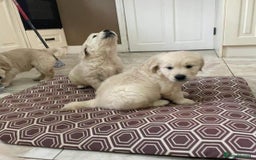 Golden Retriever dogs for sale: Beautiful chunky health checked puppies  - Image 1