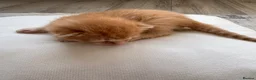 Mixed Breed cats for sale: 6 Absolutely Gorgeous Kittens!  - Advert 18
