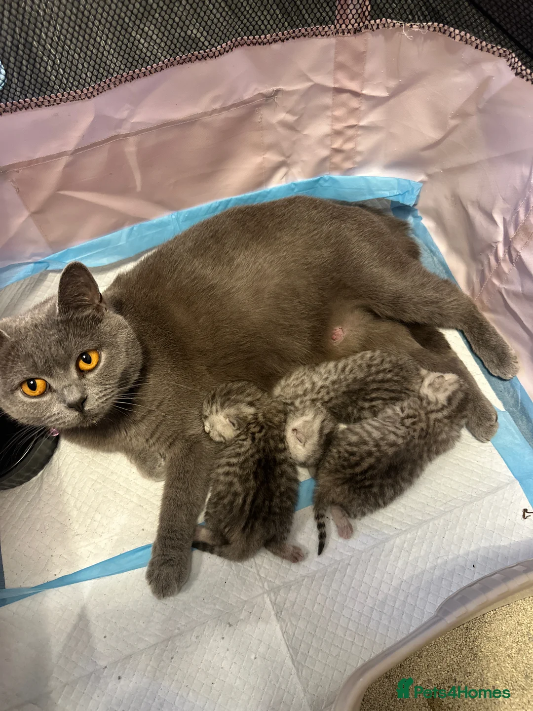 British Shorthair cats for sale:     Beautiful British Shorthair Silver Boy ⭐⭐⭐⭐⭐ - Advert 2