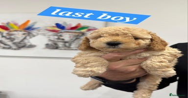 Cockapoo dogs - Advert 16