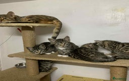 Bengal cats for sale: BEAUTIFUL HALF BENGAL KITTENS - Image 26