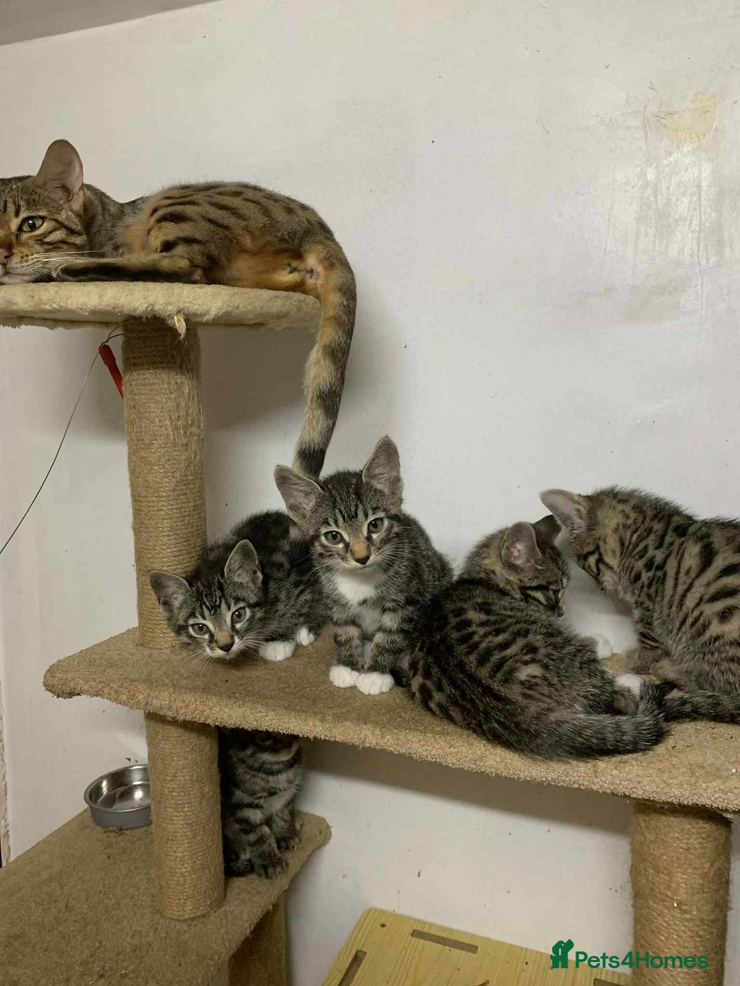 Bengal cats for sale: BEAUTIFUL HALF BENGAL KITTENS - Image 26