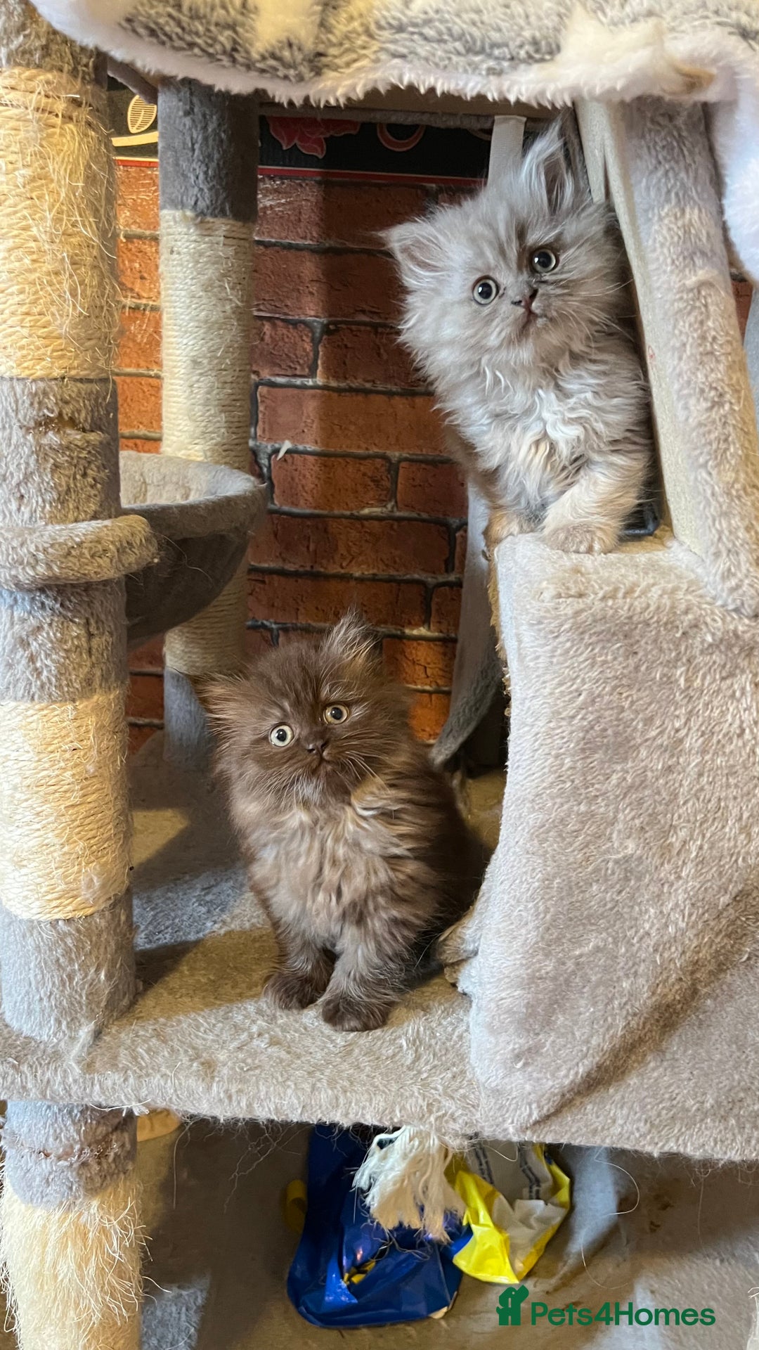 Persian cats for sale: Persian kitten ready to go - Image 14