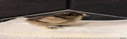 Chickens poultry for sale: Silkie chicks - Advert 5
