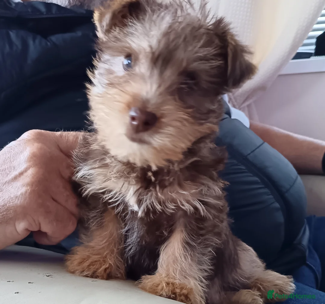 Norfolk Terrier dogs for sale: Norfolk Terrier Puppies  - Advert 2