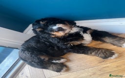 Bernedoodle dogs for sale: ⭐️⭐️F2 BERNEDOODLE PUPPIES⭐️⭐️ - Image 4
