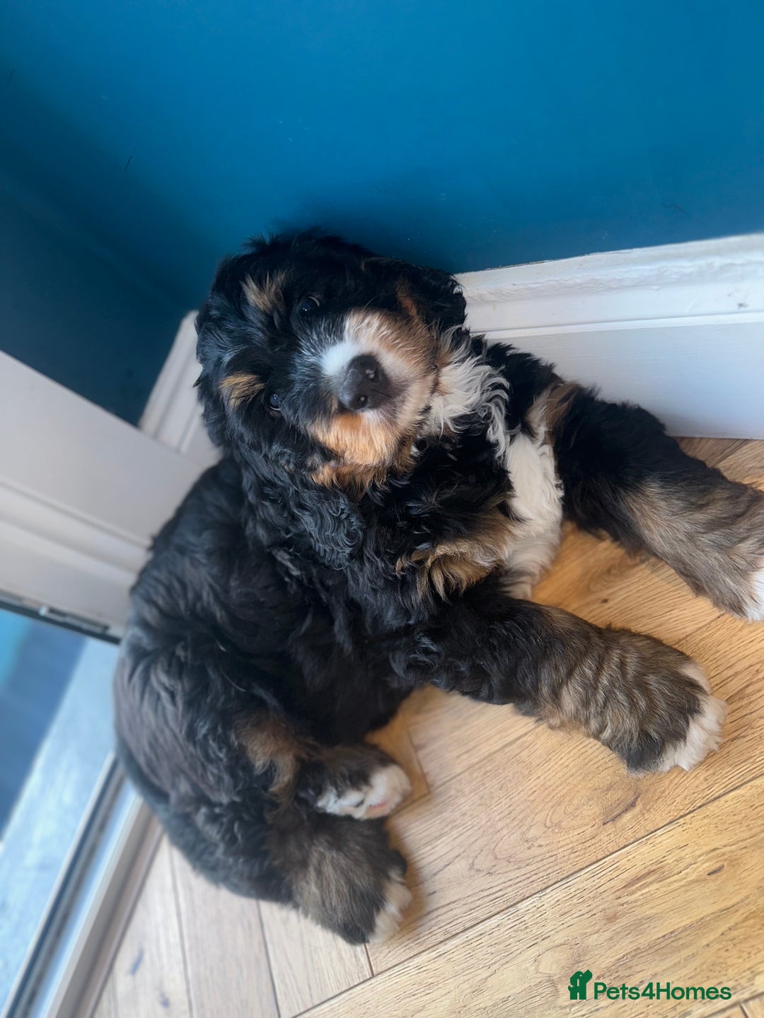 Bernedoodle dogs for sale: ⭐️⭐️F2 BERNEDOODLE PUPPIES⭐️⭐️ - Image 4