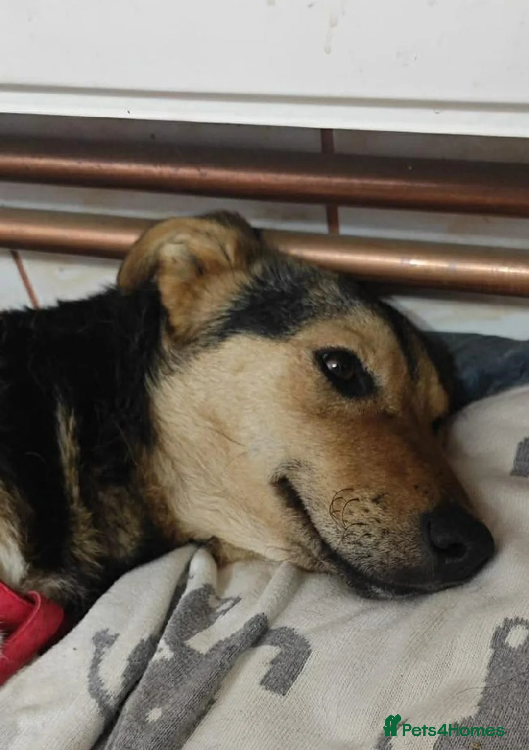 Mixed Breed dogs for adoption: 🐾 Meet Larisa - a gentle girl for a Loving Home💛 - Advert 12