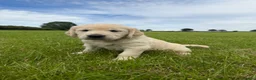 Golden Retriever dogs for sale: Beautiful Golden Retriever Puppies - Advert 11