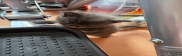 Maine Coon cats for sale: TICA REGISTERED STUNNING KITTENS  - Advert 17