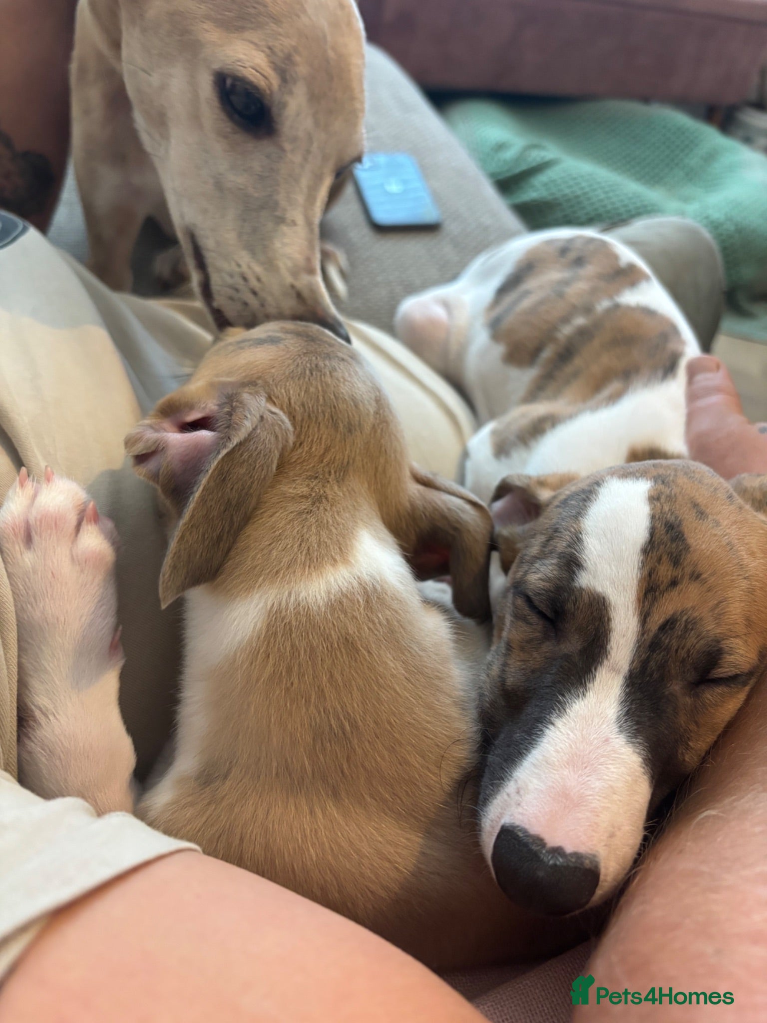 Whippet dogs KC registered Whippets health tested parents - Advert 2