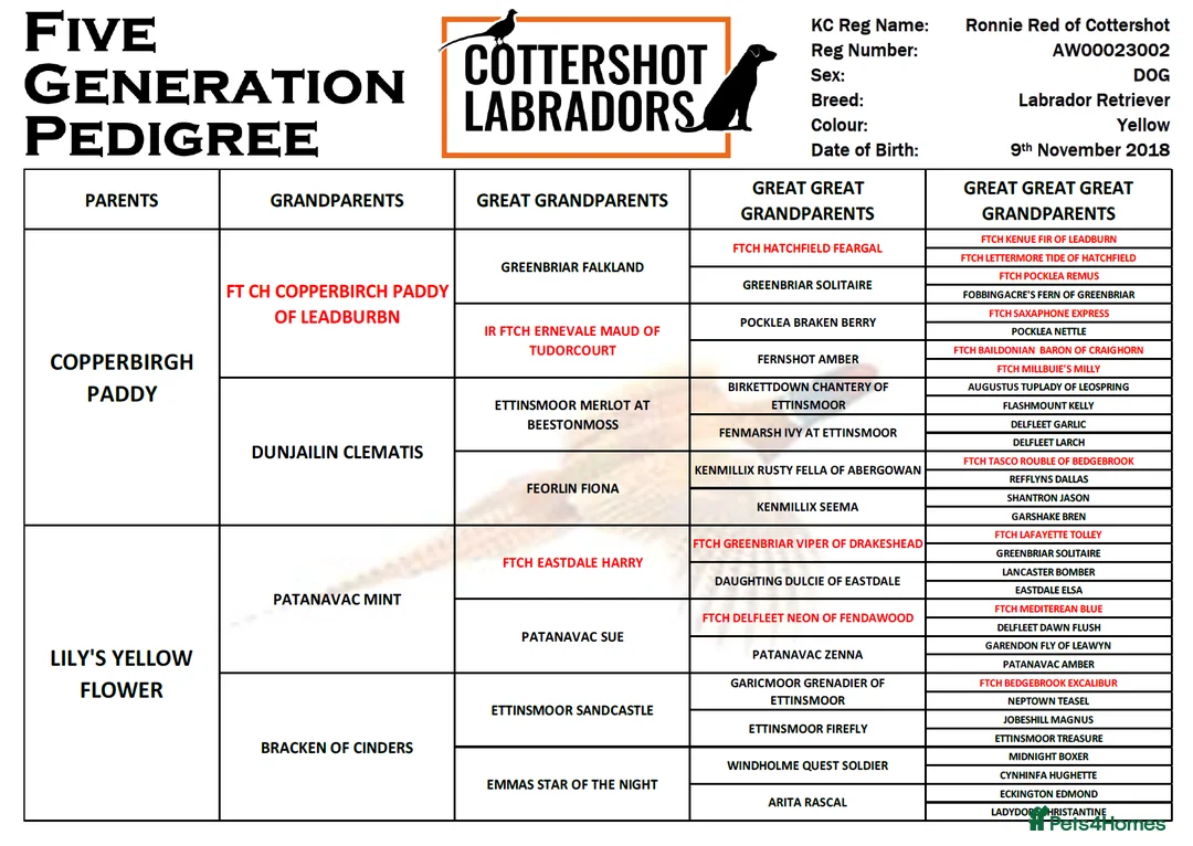 Labrador Retriever dogs for stud: KC REG FULLY HEALTH TESTED WORKING DARK RED STUD in Hawes - Advert 12