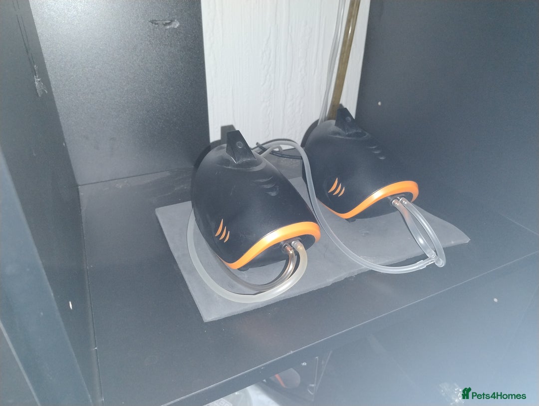 Axolotl reptiles for sale: Rehoming 18 month old female axolotl - Advert 6