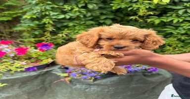 Cavapoo dogs - Advert 2