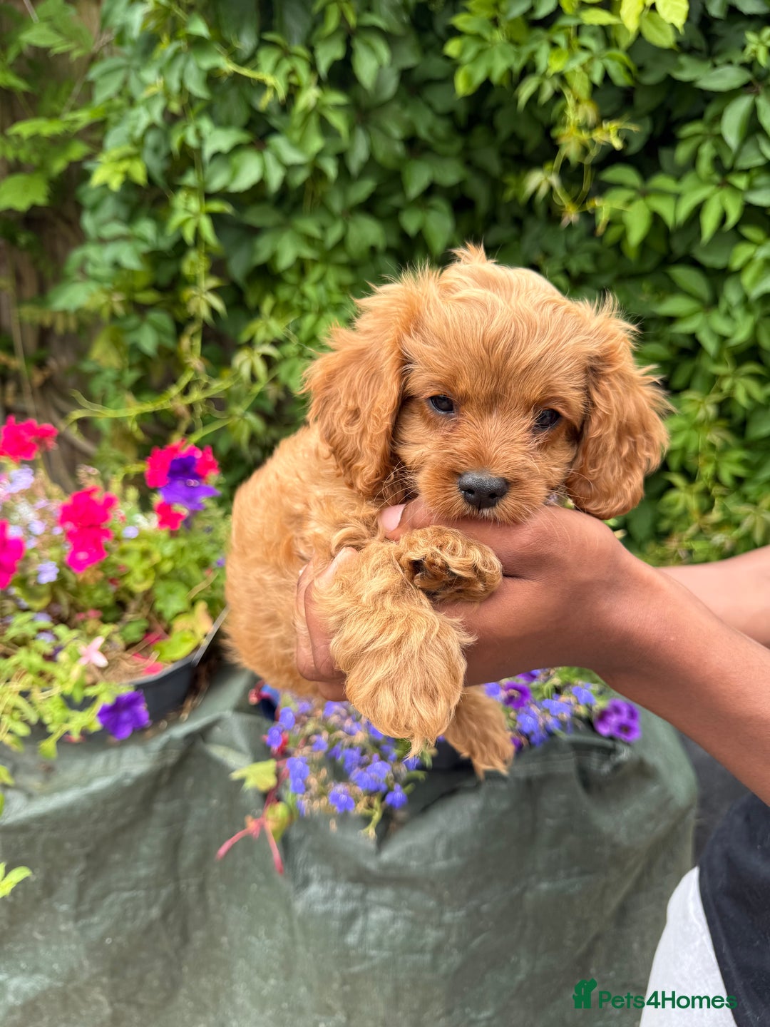 Cavapoo dogs for sale: F1 Toy Cavapoo puppies DNA health tested. - Image 2