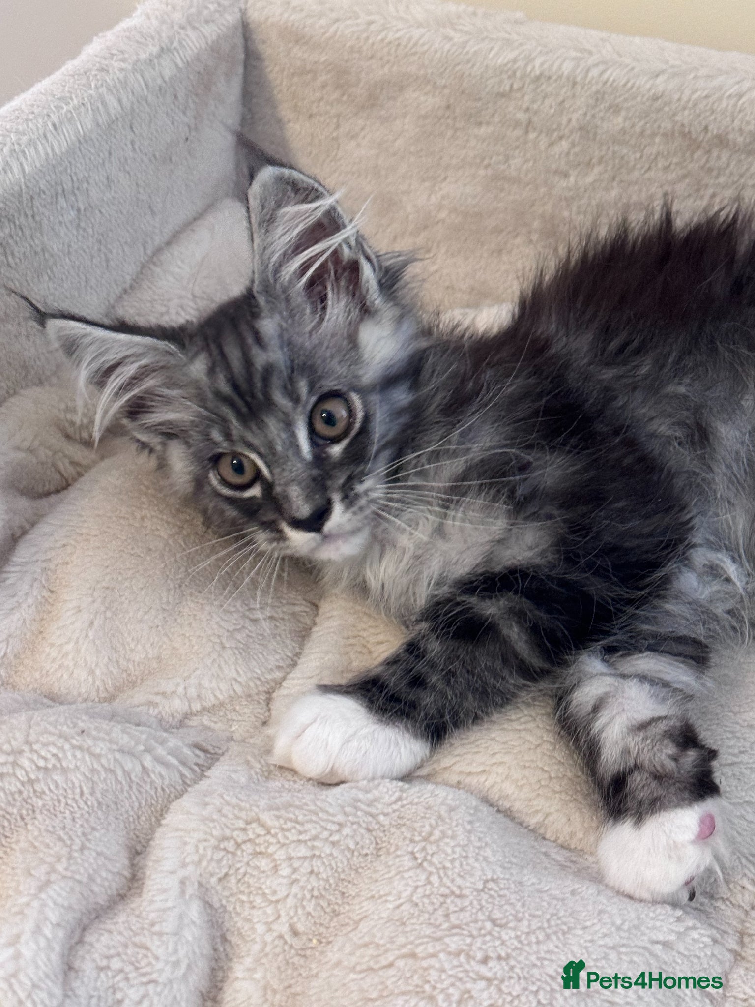 Maine Coon cats for sale: GCCF Registered Maine Coon Shaded Line Kittens - Advert 10