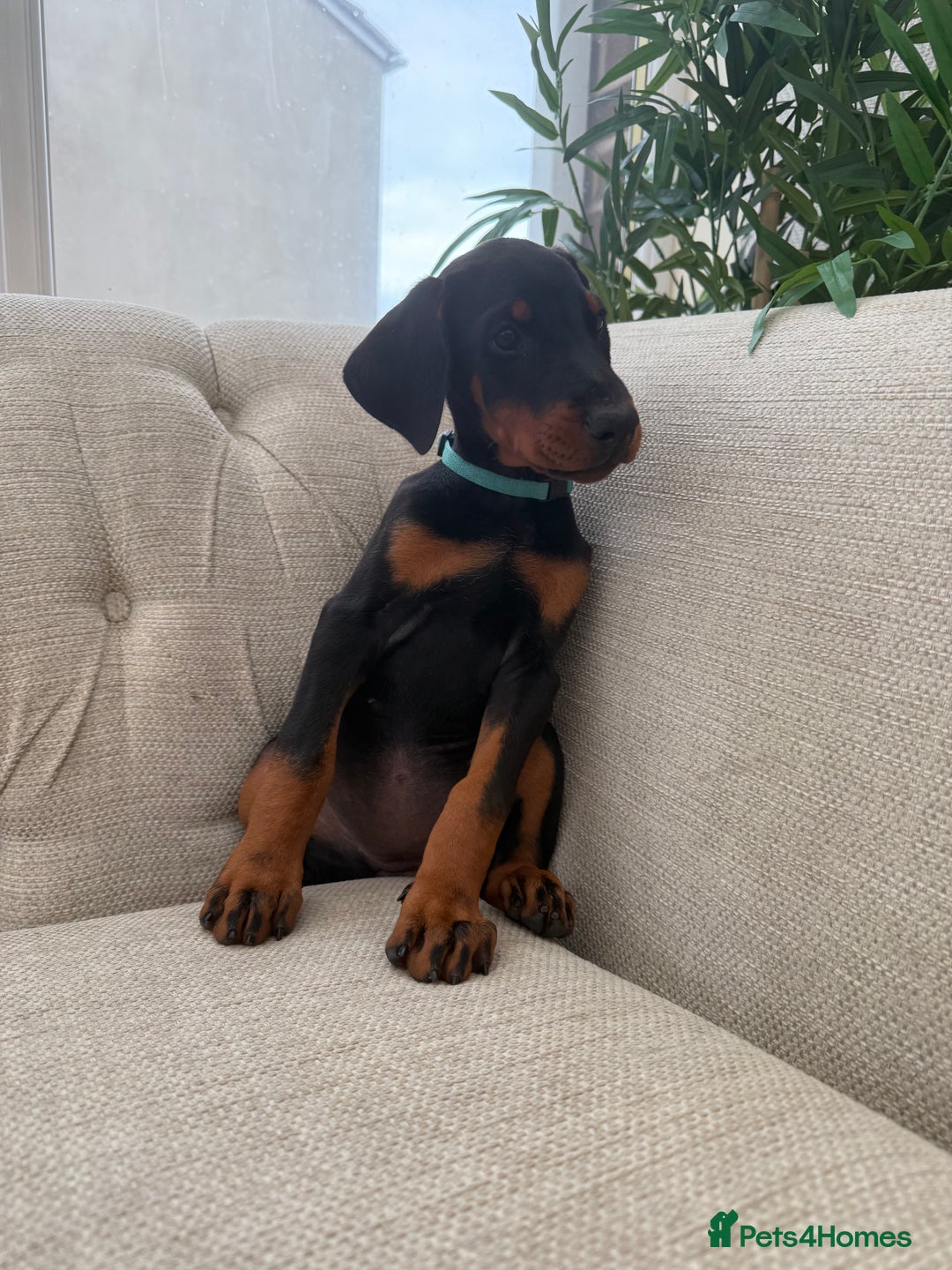 Dobermann dogs for sale: Healthy chunky European Doberman puppies - Image 19