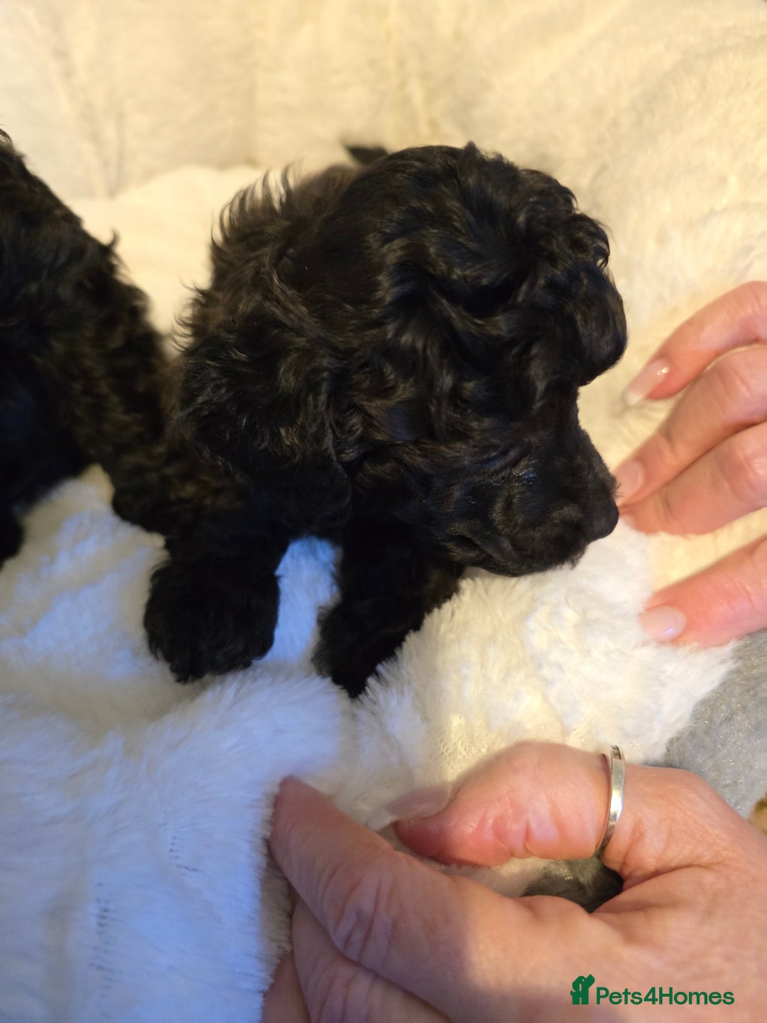 Miniature Poodle dogs for sale: 4 Amazing miniature poodles  - Advert 10