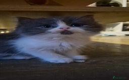 Persian cats for sale: Persian  - Image 1