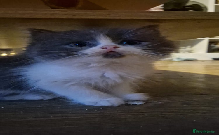 Persian cats - Advert 2
