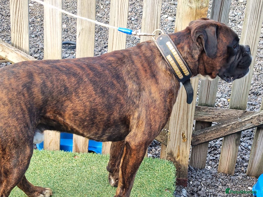 Boxer dogs for sale: KC registered boxer puppies  - Advert 17