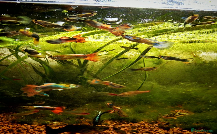 Live Bearers fish - Advert 2