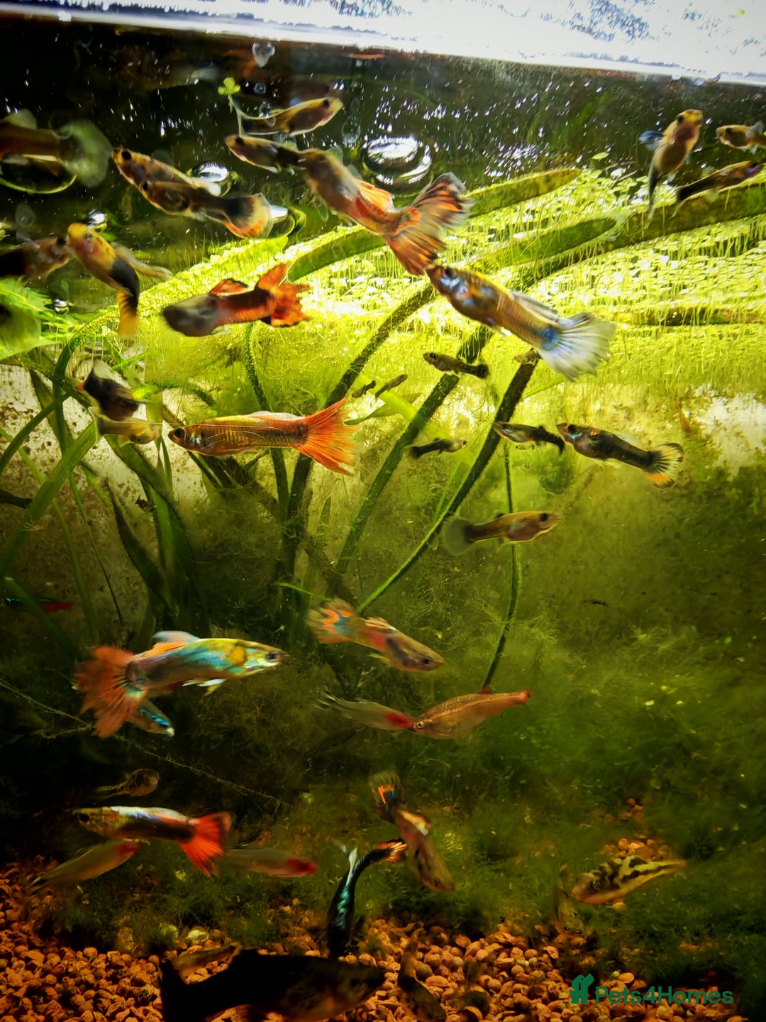 Live Bearers fish for sale: Guppy fry - Image 1