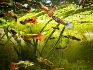 Live Bearers fish - Advert 14