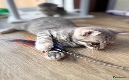 British Shorthair cats for sale: Full BSH kittens ready to leave now, 14 weeks old - Image 20